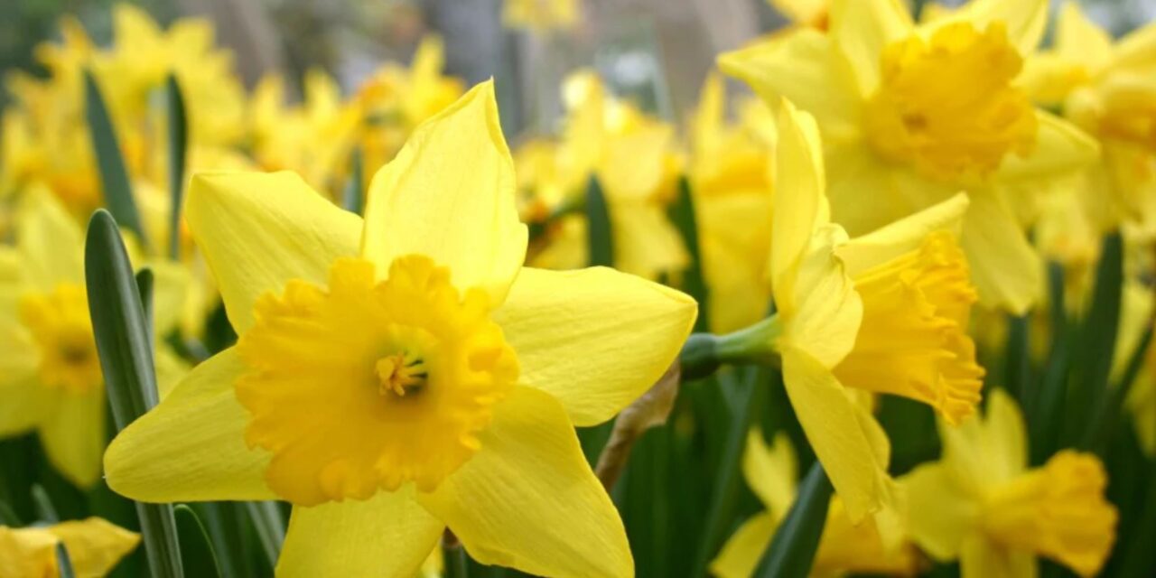 Praise Song for Daffodils