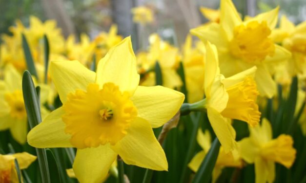 Praise Song for Daffodils